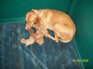 Arabelle & Jiggs Vizsla puppies 7:23am