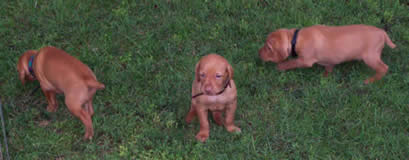 9-5-08 Enjoying some grass and how it smells