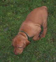 Green Collar Boy Arabelle & Zeke litter 9-5-08